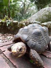 Chelonoidis carbonarius