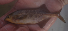 Marcusenius altisambesi