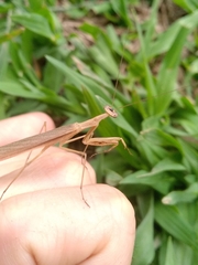 Eumusonia