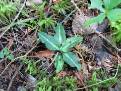 Media resource of Goodyera oblongifolia
