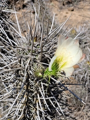 Trichocereus