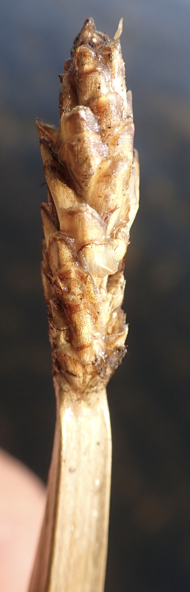 Acute Spikerush (Eleocharis acutangula)