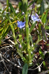 Gentiana prostrata