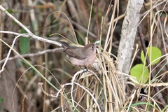 Coryphospingus