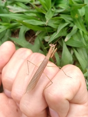 Eumusonia