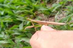 Eumusonia