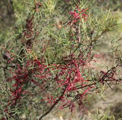 Hakea purpurea