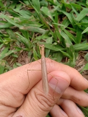 Eumusonia