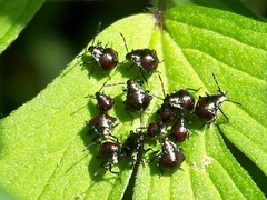Picromerus bidens