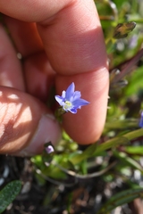 Gentiana prostrata