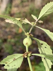 Neolasioptera lycopi