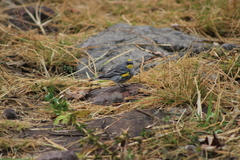 Setophaga coronata