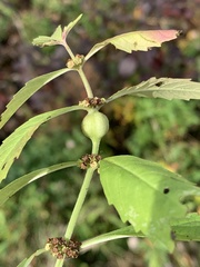 Neolasioptera lycopi