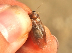 Eremoblatta subdiaphana