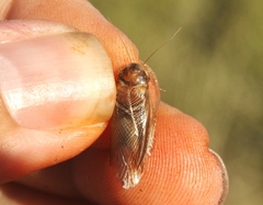 Eremoblatta subdiaphana