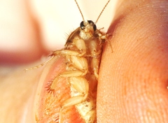 Eremoblatta subdiaphana