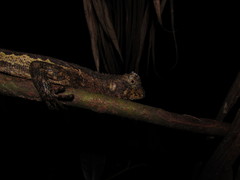 Uranoscodon superciliosus