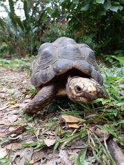 Chelonoidis carbonarius