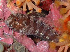 Parablennius tentacularis
