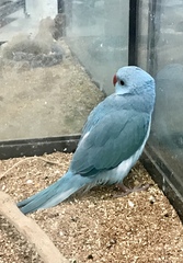 Psittaculidae