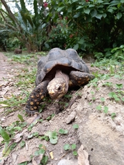 Chelonoidis carbonarius