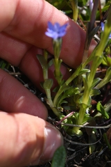 Gentiana prostrata