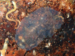 Planocera graffi