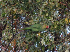 Psittacula krameri