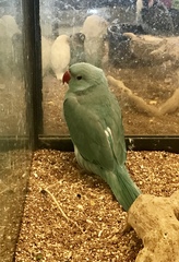 Psittaculidae