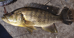 Serranochromis angusticeps