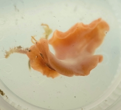 Eurylepta aurantiaca