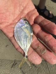 Chloroscombrus chrysurus