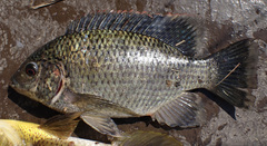 Oreochromis macrochir