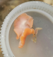 Eurylepta aurantiaca