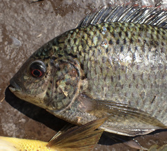 Oreochromis macrochir