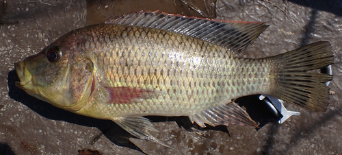 Greenwood's happy (Sargochromis greenwoodi) — Cichlidae
