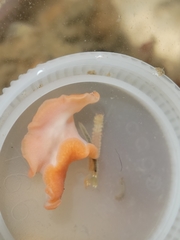 Eurylepta aurantiaca