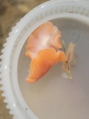 Eurylepta aurantiaca