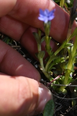 Gentiana prostrata