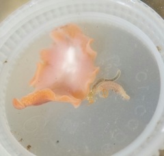 Eurylepta aurantiaca