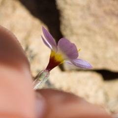 Leptosiphon ambiguus