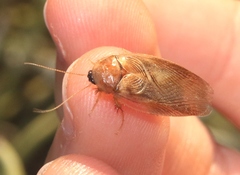 Eremoblatta subdiaphana