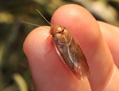 Eremoblatta subdiaphana