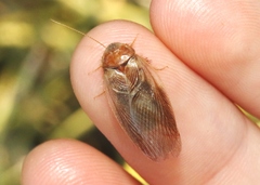 Eremoblatta subdiaphana