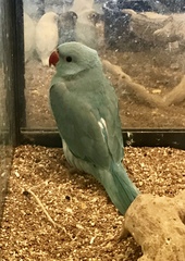 Psittaculidae