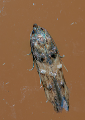 Walshia miscecolorella