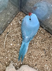 Psittaculidae