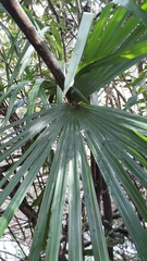 Trachycarpus fortunei