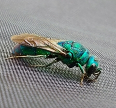 Chrysis cessata