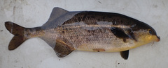 Marcusenius altisambesi